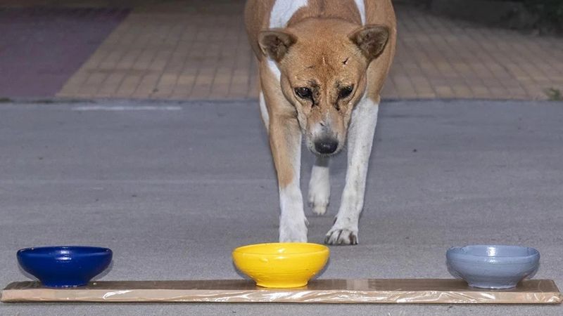 Indian free-ranging dog with blue, yellow, and gray bowls