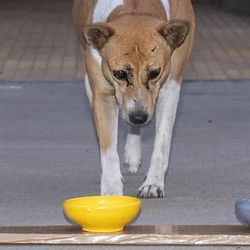 Indian free-ranging dog with blue, yellow, and gray bowls