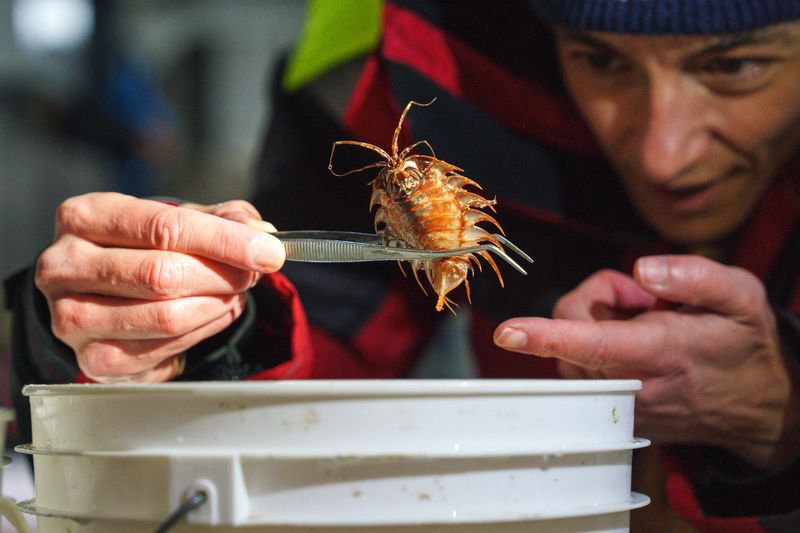 Patricia Esquete (Co-Chief Scientist, Universidade de Aveiro) inspects a suspected new species of isopod that was sampled from the bottom of the Bellingshausen Sea off Antarctica. It will take scientists years to describe all of the new species found during this expedition. 