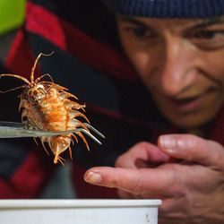 Patricia Esquete (Co-Chief Scientist, Universidade de Aveiro) inspects a suspected new species of isopod that was sampled from the bottom of the Bellingshausen Sea off Antarctica. It will take scientists years to describe all of the new species found during this expedition. 