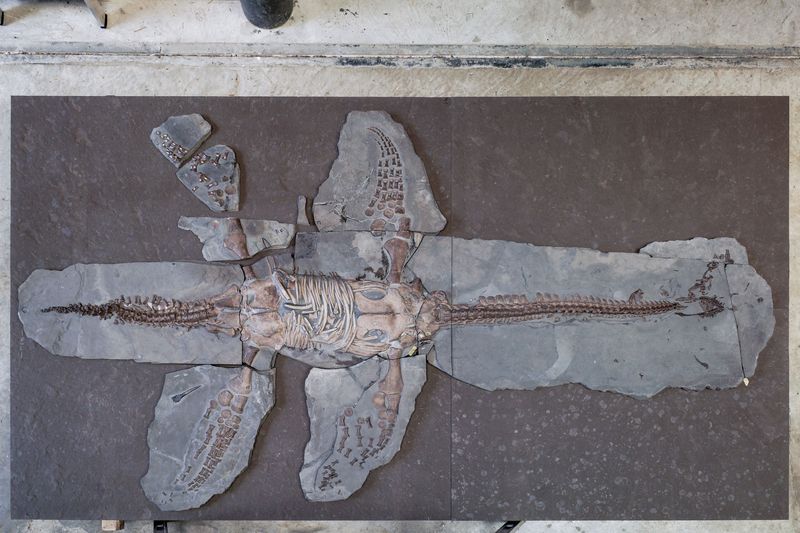 Jurassic plesiosaur skeleton with preserved skin and scales