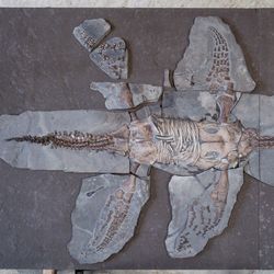 Jurassic plesiosaur skeleton with preserved skin and scales