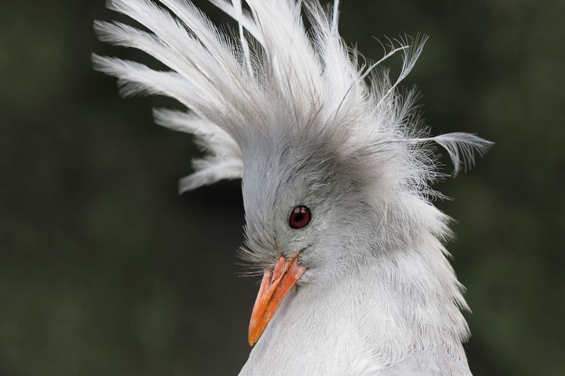 Kagu from New Caledonia, portrait with upright head of feathers, portrait frontal