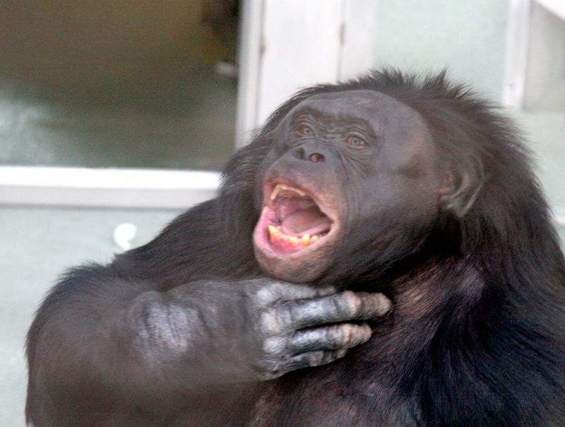 Kanzi the bonobo