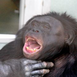 Kanzi the bonobo
