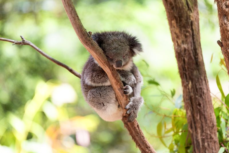 sleeping koala holding onto a branch of a eucalyptus tree