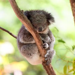 sleeping koala holding onto a branch of a eucalyptus tree