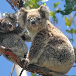 Wild Koalas and its baby in a tree near Great Ocean Road, Victoria, Australia