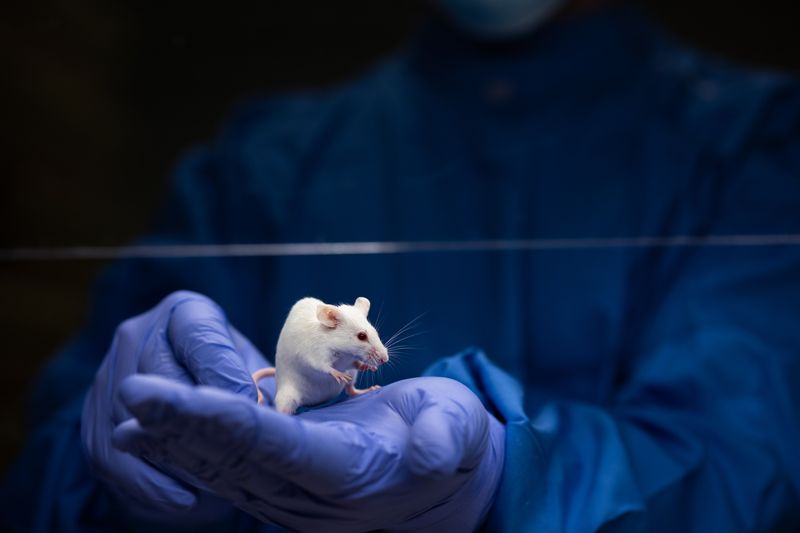 Scientist with blue latex gloves holding a lab mouse