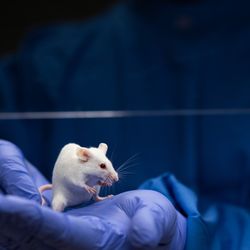 Scientist with blue latex gloves holding a lab mouse