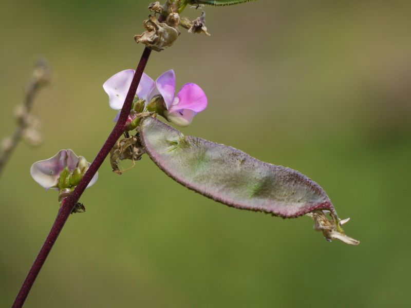 purple-edged green bean pod on a stem with a few purple flowers