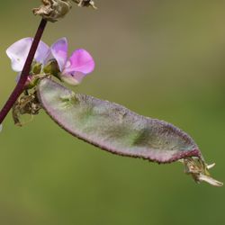 purple-edged green bean pod on a stem with a few purple flowers