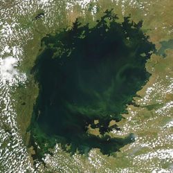 True-color satellite image of Lake Victoria