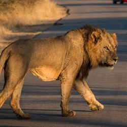A male lion crosses a road in front of a white and red car