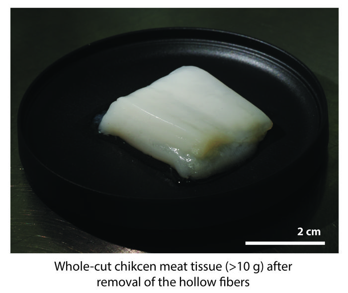 robot-grown chunk of cultivated chicken flesh robot-grown chunk of cultivated chicken flesh