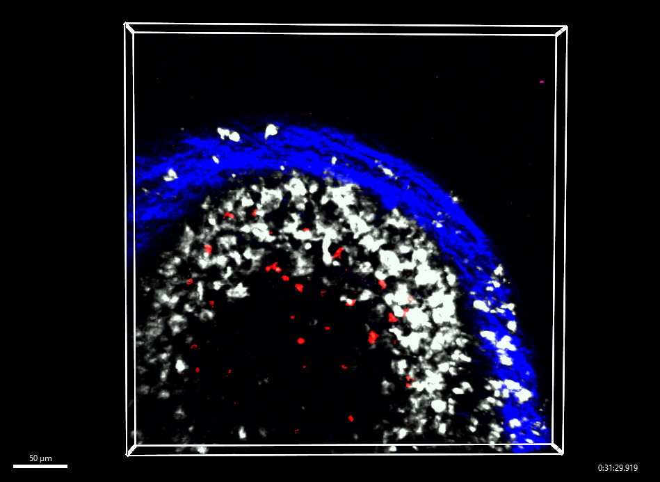 Memory B cells (red) interacting with macrophages (white) inside a lymph node (blue). Memory B cells (red) interacting with macrophages (white) inside a lymph node (blue).