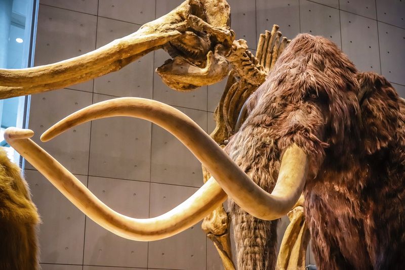 Mammoth with long tusks