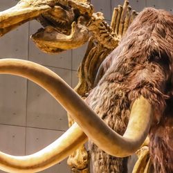 Mammoth with long tusks