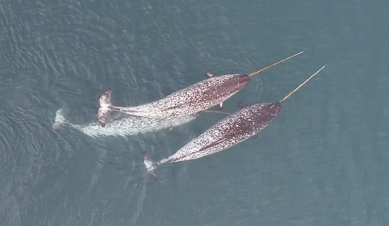 Known as the unicorn of the sea, narwhals (Monodon monoceros) are toothed whales native to the Arctic.