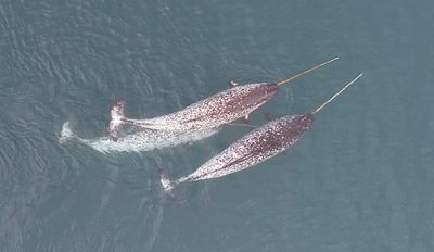 Known as the unicorn of the sea, narwhals (Monodon monoceros) are toothed whales native to the Arctic.