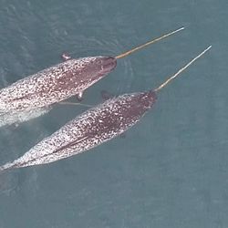 Known as the unicorn of the sea, narwhals (Monodon monoceros) are toothed whales native to the Arctic.