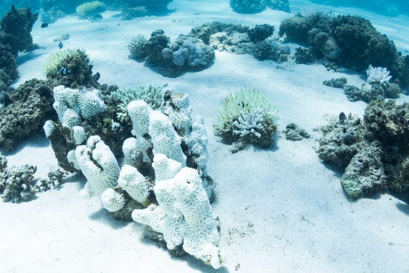 Coral reefs should be full of color, but today Ningaloo Reef looks like it was photographed in black and white.