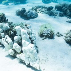 Coral reefs should be full of color, but today Ningaloo Reef looks like it was photographed in black and white.