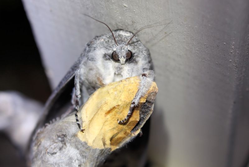 close up of a Giant Wood Moth (Endoxyla cinereus) sheltering at night, South Australia