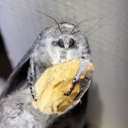 close up of a Giant Wood Moth (Endoxyla cinereus) sheltering at night, South Australia