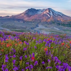 Mt St Helens looking all picturesque with wildflowers at sunrise. 
