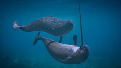 3d rendering of Narwhal couple, two Monodon monoceros playing in the ocean