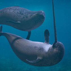3d rendering of Narwhal couple, two Monodon monoceros playing in the ocean