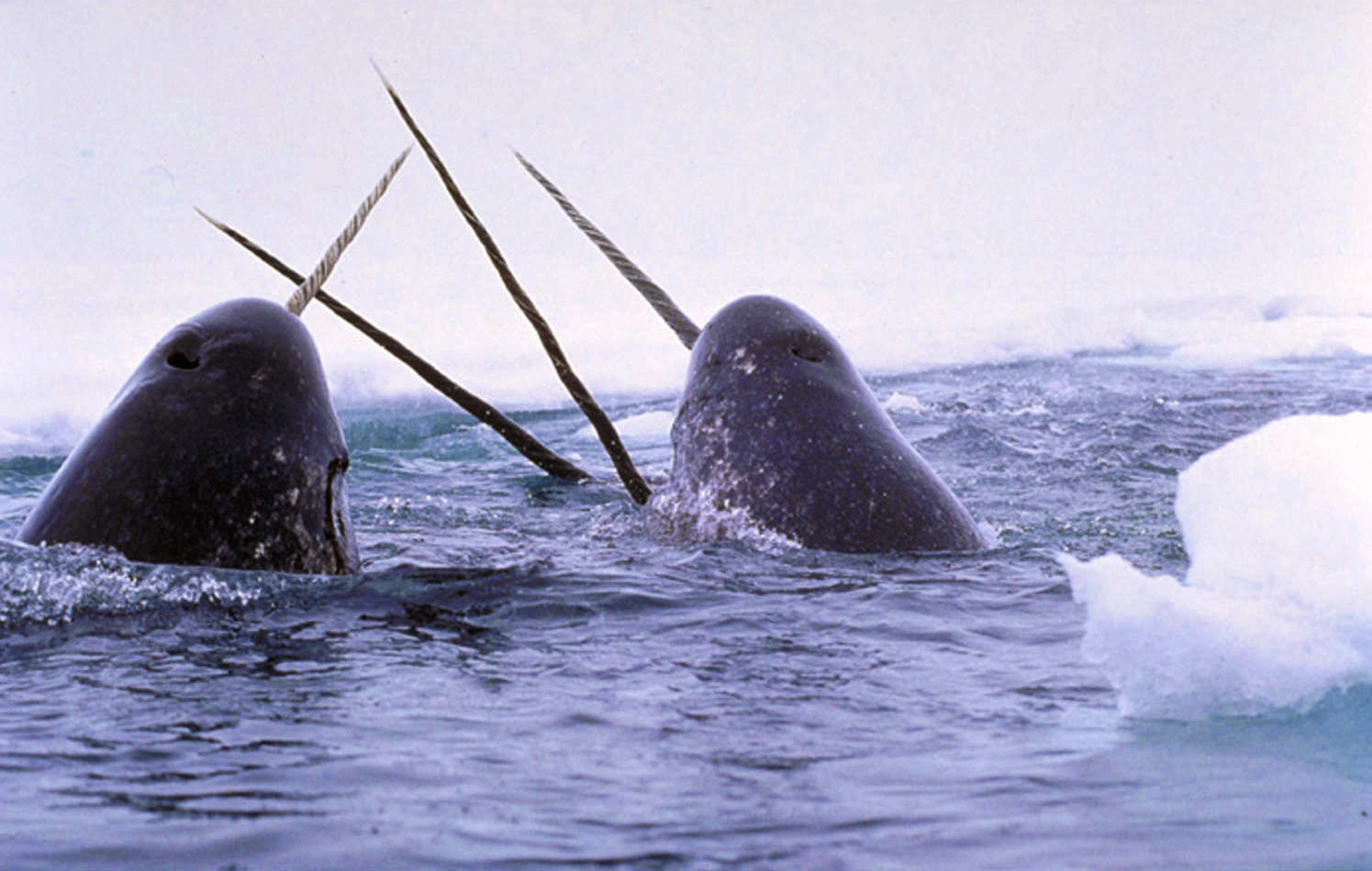 Narwhals breach the waters surface in the wild. Narwhals breach the waters surface in the wild.