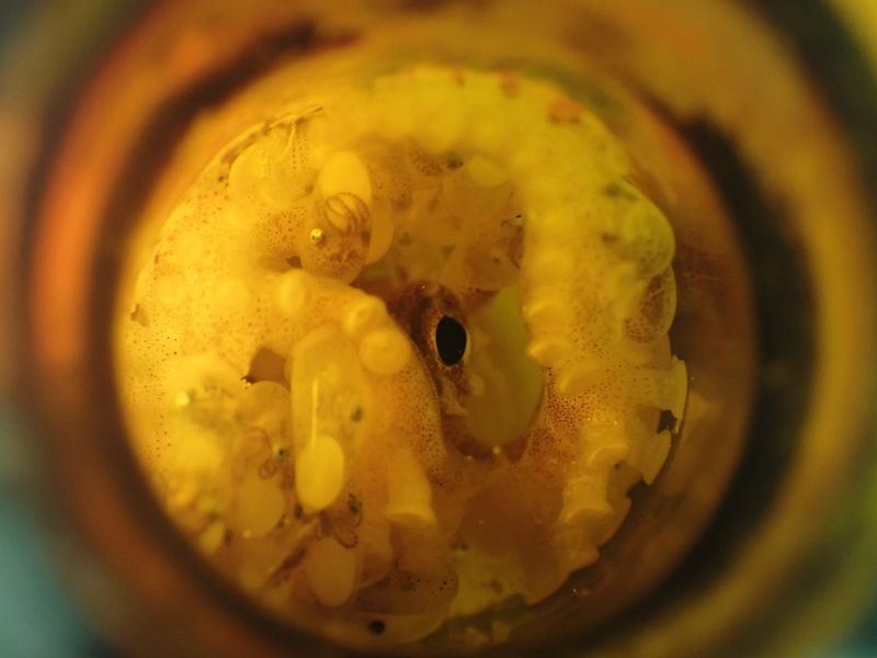 Lots of octopus babies and a mother whose eye is visible inside a brown glass bottle