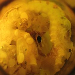 Lots of octopus babies and a mother whose eye is visible inside a brown glass bottle