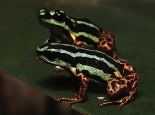 Two metallic poison dart frogs Two metallic poison dart frogs