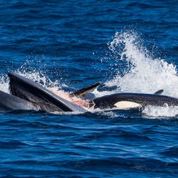 A killer whale swims behind the mouth of a pygmy blue whale. There is blood in the water and in the mouth of the blue whale. 