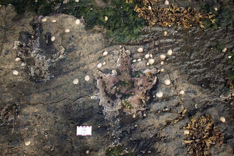 Two large theropod footprints with clear three toes. 