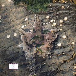 Two large theropod footprints with clear three toes. 