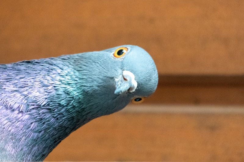 Photo of pigeon poking its head into frame from the left side of the image