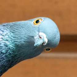 Photo of pigeon poking its head into frame from the left side of the image