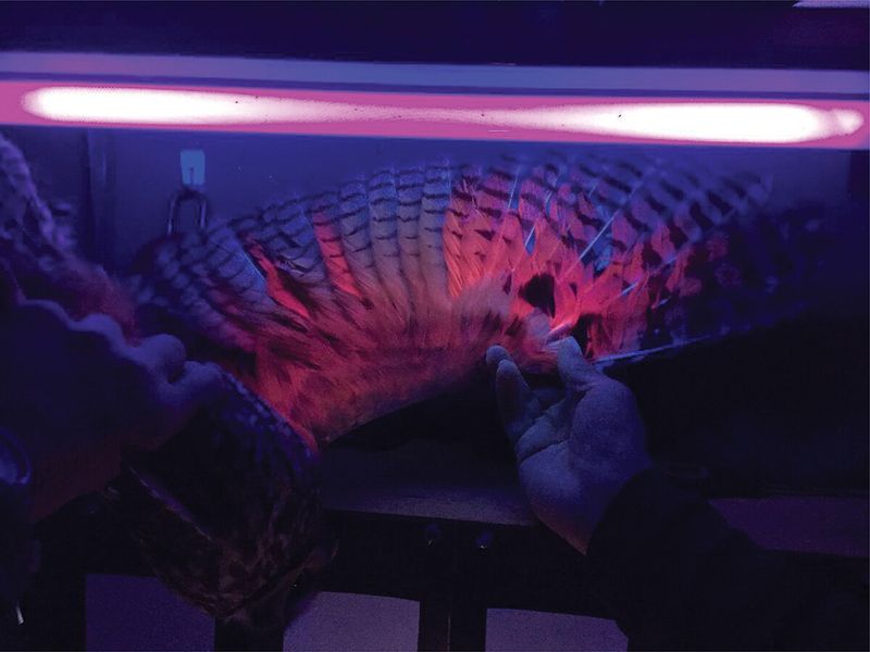 An owl's wing is held under UV light, making the feathers glow pink
