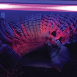 An owl's wing is held under UV light, making the feathers glow pink