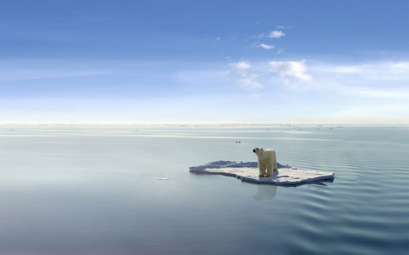 polar bear standing on an isolated ice floe