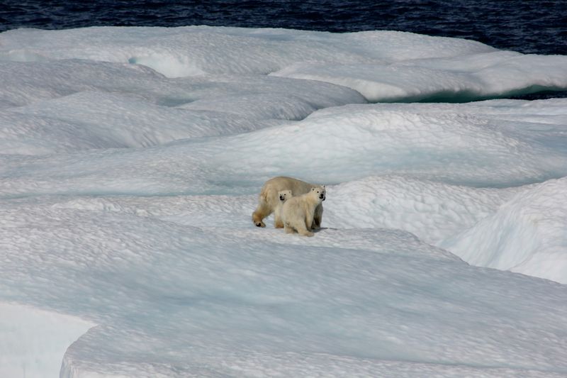 Polar bears and cubs on Arctic sea ice burg.