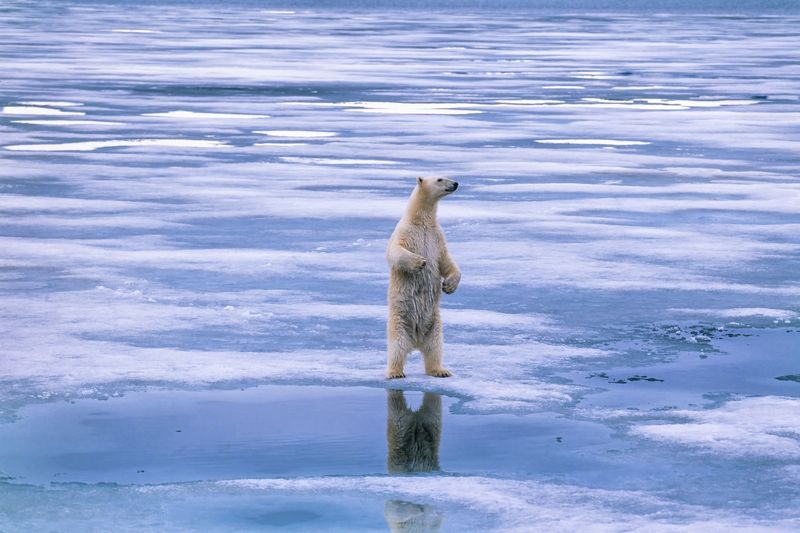 Polar bear standing on its hind legs and looking around as ice melts around it.