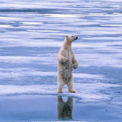 Polar bear standing on its hind legs and looking around as ice melts around it.