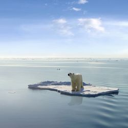 polar bear standing on an isolated ice floe