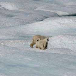 Polar bears and cubs on Arctic sea ice burg.