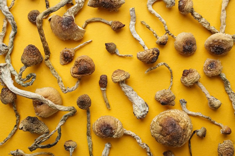 Dried magic mushrooms
